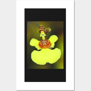 Yellow Orchid Macro Posters and Art